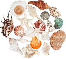 20 PCS Large Seashells Mixed Beach Sea Shells Conch and Ocean Starfish,Natura... picture