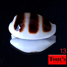 Cypraea asellus #13  16.8mm GORGEOUS GEM BEAUTY from the Philippines picture