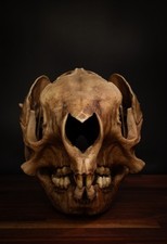 Procoptodon Goliath Skull Replica – Giant Prehistoric Kangaroo Fossil picture