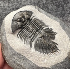 Thysanopeltis speciosa Trilobite Fossil – Beautifully Preserved ✅ picture