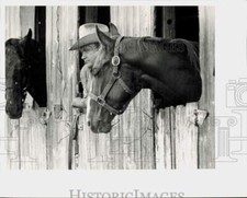 1978 Press Photo Man and horses look out stall windows at Eureka Downs picture