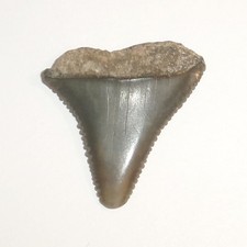 Great White Shark Tooth 1.056