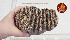 Woolly Mammoth Partial Tooth - Fossil picture