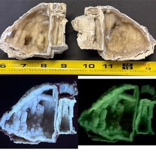 SEE VIDEO : OUTRAGEOUS FLUORESCENT/PHOSPHORESCENT TAMPA BAY CORAL PAIR, FLORIDA picture