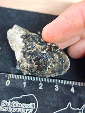 Very Rare Folkestone Fish Nodule Gault Clay Cretaceous. picture
