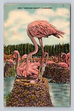 Miami FL-Florida, Hialeah Park, Graceful Flamingos, Vintage c1950 Postcard picture