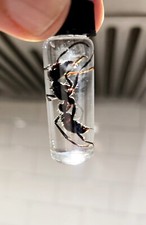 10 LOT - REAL DEAL Bullet Ants ( Paraponera Clavata) WET SPECIMEN picture