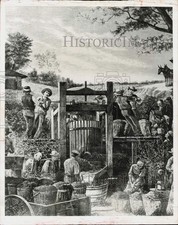1969 Press Photo Wine Vintage in California, Wood Cut from Harper's Weekly, 1878 picture