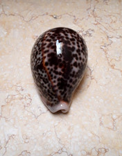 F cypraea pantherina GEM WOW COLOR 91.5mm F++++ natural glossy red sea shell picture