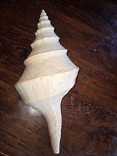 Huge OLD Syrinx Aruanus Australian Trumpet Conch Seashell 22” x 11” Sea Shell picture