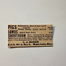 L. J. Norris Pigs Lambs Shorthorn Maple Lake MN 1906 Minneapolis Ad 5AL1-S30 picture
