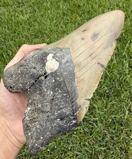 MONSTER 7.11” MEGALODON Shark Tooth Real Shark Teeth Fossils *RESTORED* picture