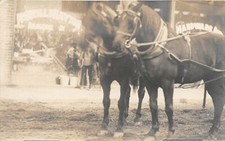 F42/ Occupational RPPC Postcard c1910 Hardware Store Horse Team 24 picture