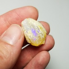 Very Nice Opalized Clam Fossil Australia Lightning Ridge Opal Gem Cooper Mollusk picture