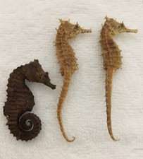 Lot 3 Vintage Real Natural Dried Seahorse Specimen Hippocampus Erectus Skeleton picture