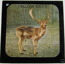 COLOUR Glass Magic lantern slide FALLOW DEER C1900 picture