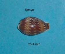 Cypraea Diluculum Kenya 25.4mm XXL picture
