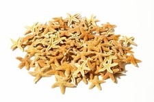 NessaStores- Sugar StarFish Sea Shell Wedding Real Craft 1 - 2