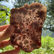 Oolitic Fish Eye Plume Agate Rough Slab 7.48 Oz picture