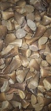 100 pieces mosasaur teeth fossils from various species dinosaur tooth reptile picture
