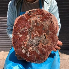 7.32LB Natural Petrified Wood Crystal Fossil Slice Crystal Specimen Healing 6398 picture