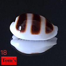 Cypraea asellus #18  18.2mm BIG GORGEOUS GEM BEAUTY from the Philippines picture