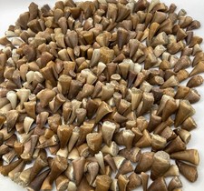 600 PCs Teeth Fossil Mosasaur Teeth Morocco Fossil Dinosaur Authentic Tooth picture