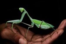 Giant Asian Mantis ( Hierodula membranacea ) Nymph ( L5-L6) +Care Guide Included picture
