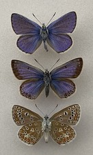 A Trio of Common Blue Butterfly Set Specimens With Blue Female Form picture