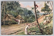 St Lucia West Indies Gathering Cocoanuts Tropical Village Scene Oilette Postcard picture