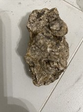 Ancient Rock Fossil from the Morikami Japanese Gardens picture