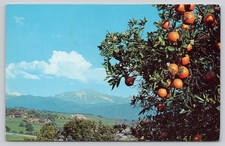 Vintage California Orange Grove Snow Mountains Glendale Postcard 1963 picture