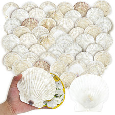 50PCS Scallop Shells for Crafts Large 4''-5'' White Beach Natural Shells Bulk fo picture