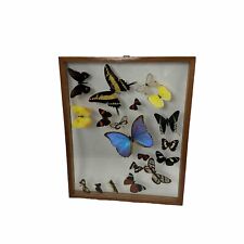 Real 19 Butterfly Collection From Peru Framed Display Glass Varieties picture