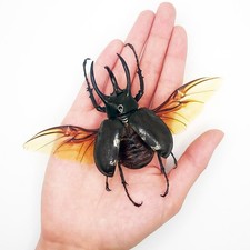 Chalcosoma atlas WINGS SPREAD beetle Indonesia picture