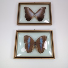 Pair VTG Butterfly Morpho Taxidermy Mounted Convex Bubble Glass Framed Brazil picture