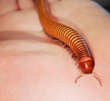Giant Texas GOLDEN Millipede - Brown and Yellow Banded Invertebrate 2 Count picture