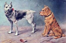 Two Dogs Postcard picture