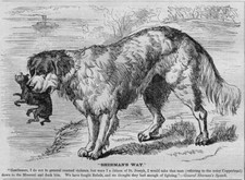 SHERMAN THE SAINT BERNARD TAKES NOISY COPPERHEAD TO MISSOURI RIVER, REBELS FIGHT picture