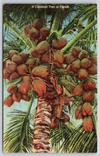 Florida~Cocoanut Tree~Coconut Water Used In Plant Tissue Culture~1941 Linen PC picture