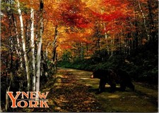 Upstate New York Black Bear Countryside Autumn Colors c2000 Postcard picture