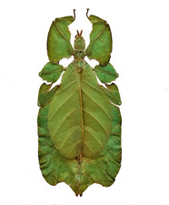 Phyllium pulchrifolium - LARGE