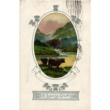 Vintage 1911 Scottish Highland Cattle Postcard Embossed Thistle B.B. London E 94 picture