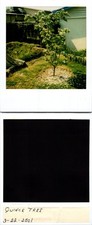 Quince tree 3-22-2001 Polaroid Found Photo V0569 picture