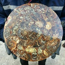 TOP!10Inch Natural Ammonite Disc Fossil Conch Specimen Healing 1PC 800g-1000g. picture
