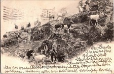 Vintage 1903 Swiss Postcard with Mountain Goats by Jullien Frères, Genève picture