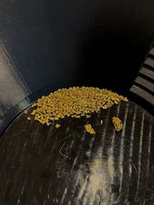GOLD NUGGET Paydirt 1+ GRAMS GUARANTEED with BEAUTIFUL NUGGET picture