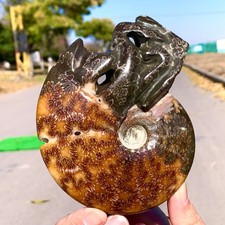 429G Rare Natural Tentacle Ammonite Specimen Healing Crystal picture