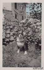 1948 Boston Terrier Dog Harness Lilac Flowers Cute Dogs VINTAGE PHOTO picture