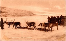 Vintage Inuit People & Reindeers on Alaska Trail Real Photo Postcard (RARE) picture